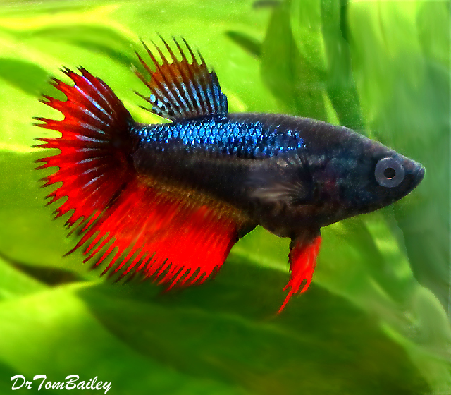 Premium FEMALE Rare Assorted Colors Unique Crowntail Betta Fish