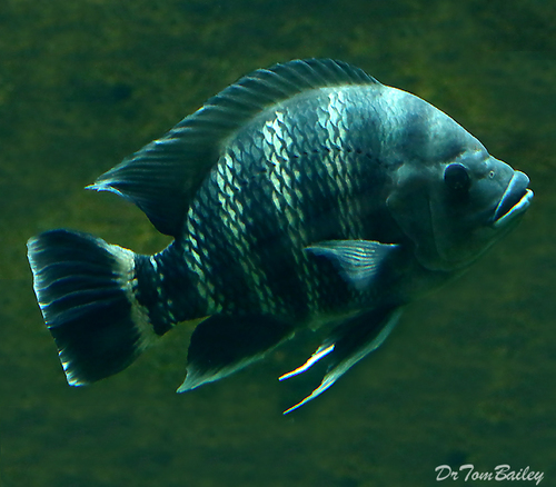 Premium Buttikoferi Cichlid