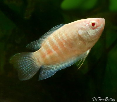 Premium Albino Paradise Fish