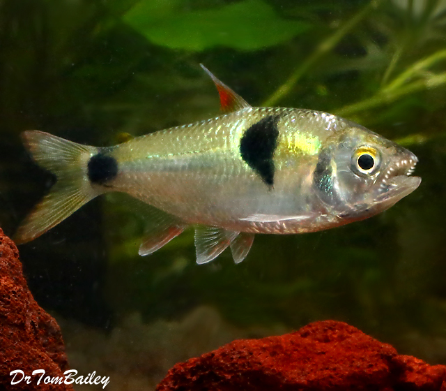 Premium WILD, Rare Exodon Paradoxus, Bucktooth Tetra, Exodon paradoxus