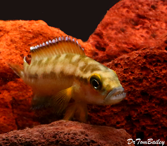 Premium Rare and New, Lake Tanganyika Buescheri Gombe Cichlid