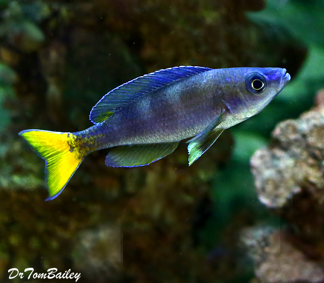 Premium MALE Lake Tanganyika Cyprichromis Leptosoma Cichlid