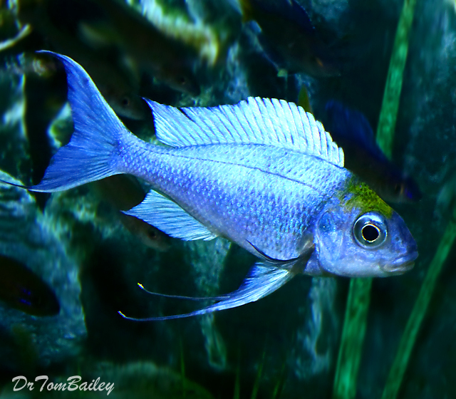 Premium MALE Lake Tanganyika Opthalmotilapia Ventralis, Chaitika Black Head Variation, Cichlid