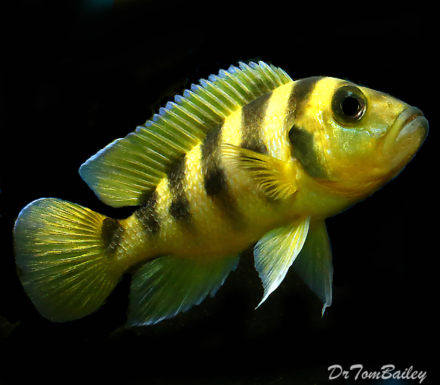 Premium Rare Lake Tanganyika Neolamprologus Sexfasciatus Golden Cichlid