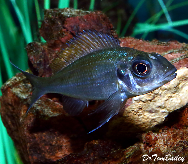 Premium FEMALE Lake Tanganyika, Opthalmotilapia Ventralis, Chaitika Black Head Variation, Cichlid