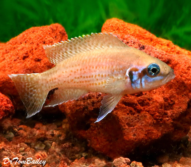 Premium WILD, Lake Tanganyika Daffodil Cichlid