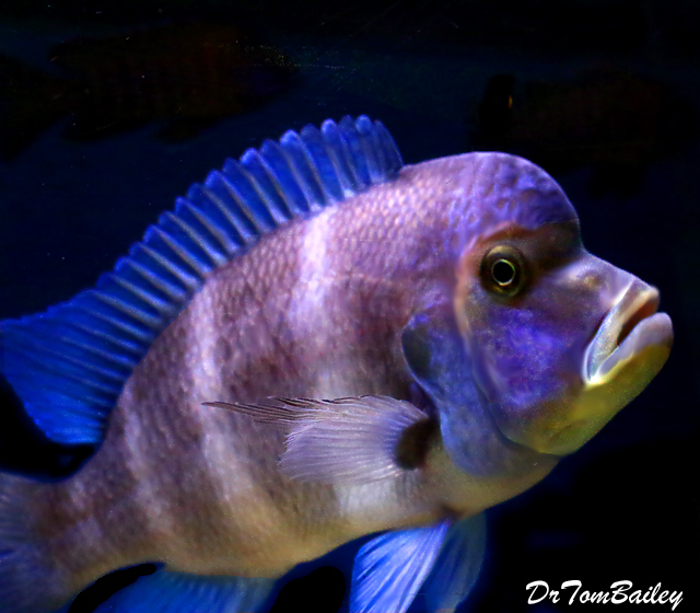 Premium Lake Tanganyika 5-Stripe Cyphotilapia Frontosa Cichlid