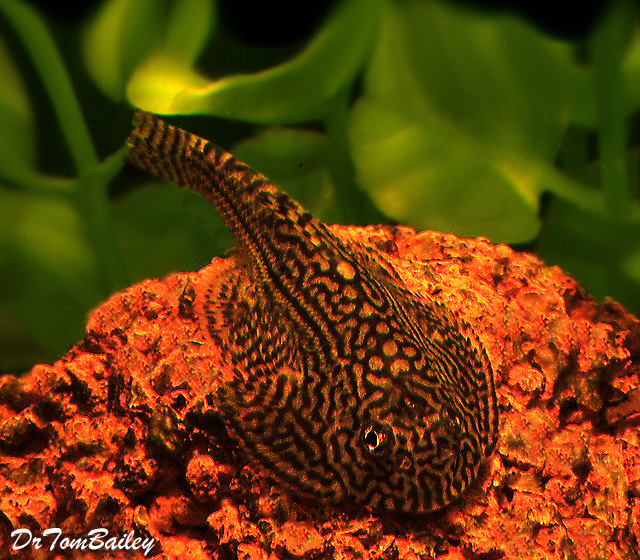 Premium WILD, Rare, Gold Ring Loach - SALE