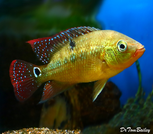 Premium Red Terror Cichlid