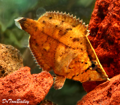 Premium Rare WILD True South American Leaf Fish