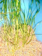 Premium Corkscrew Vallisneria, Bunched Plant