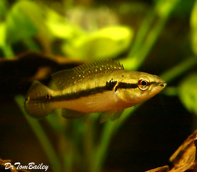 Premium White Spotted Pike Cichlid