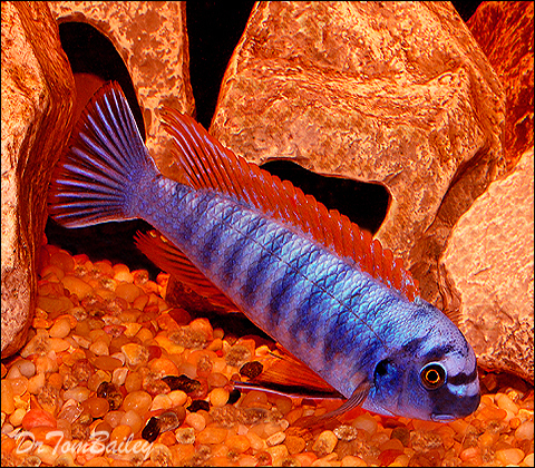 Premium Assorted Labeotropheus Trewavasae Mbuna Cichlid from Lake Malawi