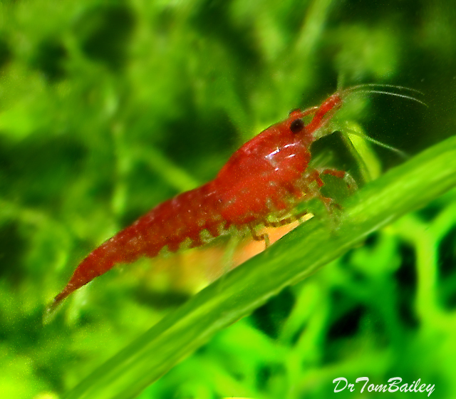 Premium Cherry Shrimp