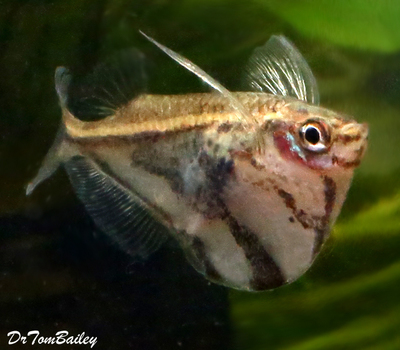 Premium Marbled Hatchetfish
