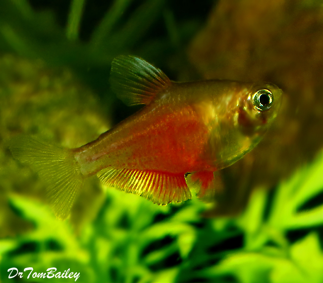 Premium Flame Tetra, also called Tetra von Rio