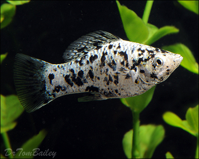 Premium Dalmatian Molly