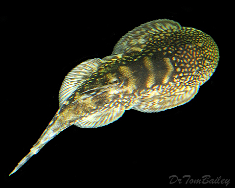 Premium Butterfly Hillstream Loach, Beaufortia kweichowensis