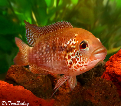 Premium New Rare, Red Tiger Parachromis Motaguensis