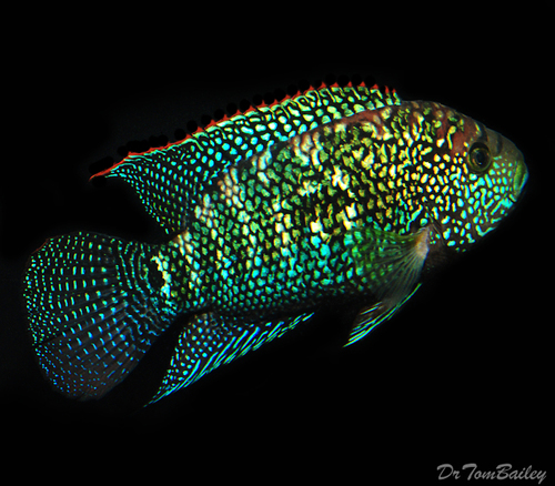 Premium Jack Dempsey Cichlid