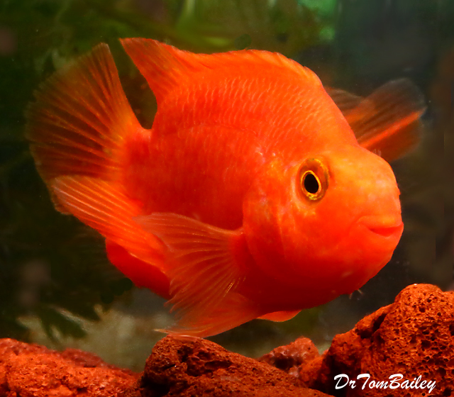 Premium Royal King Parrot Cichlid