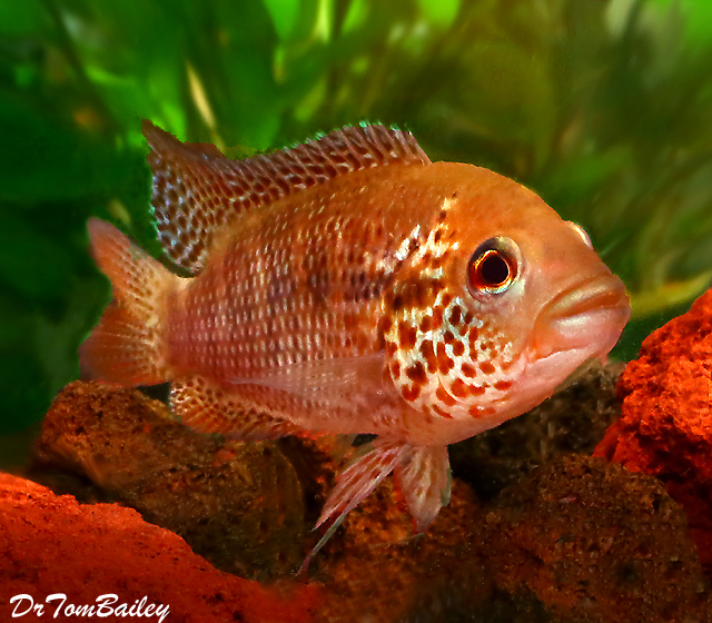 Premium New Rare, Red Tiger Motaguensis Cichlid