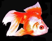 Premium Red &amp; White Ryukin Goldfish