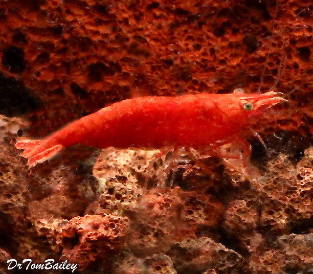 Premium New Fire Red Shrimp