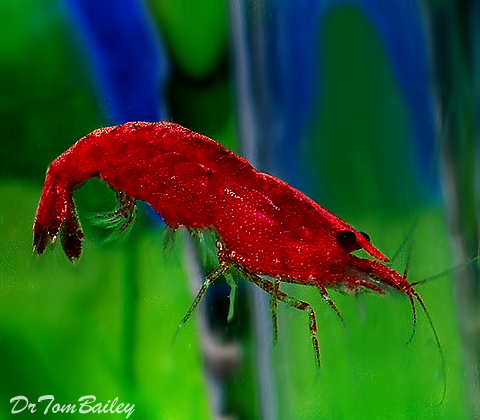 Premium Red Sakura Shrimp