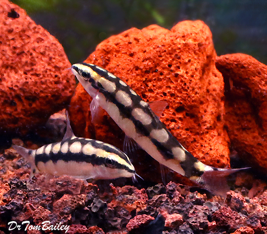 Premium Dwarf Siam Chain Loach, Ambastaia sidthimunki