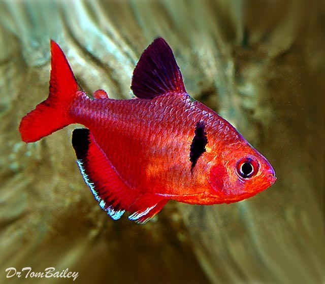 Premium Red Serpae Tetra