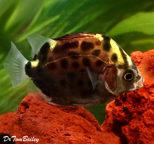 Premium Spotted Ruby Scat