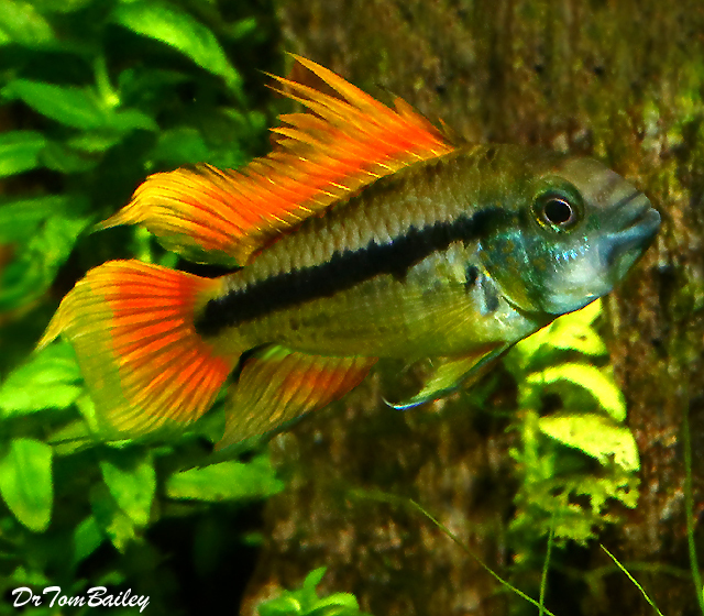 Premium Cockatoo Dwarf Apistogramma, Orange Flash