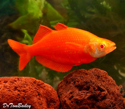 Premium Rare New, Albino Millennium Rainbowfish