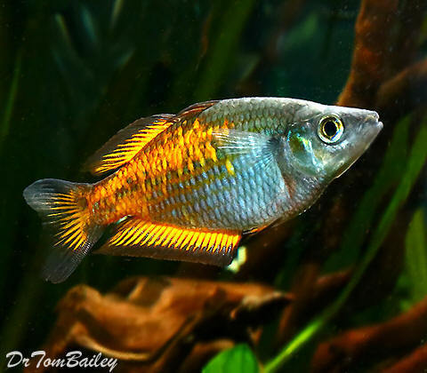 Premium Orange Parkinson&#39;s Rainbowfish
