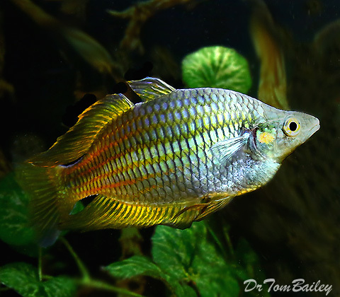 Premium Rare Golden Parkinson&#39;s Rainbowfish