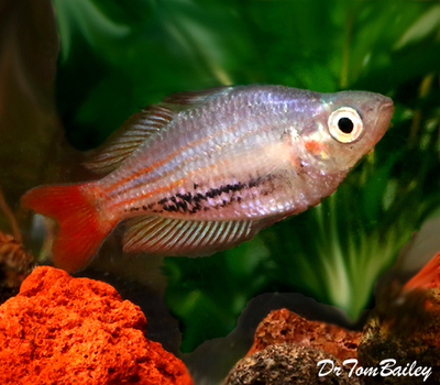 Premium Rare MacCullochi Rainbowfish