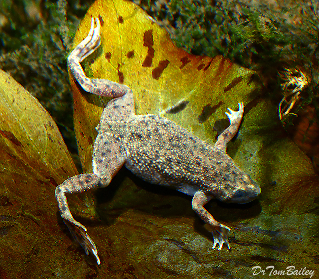 Premium African Dwarf Frog, on SALE