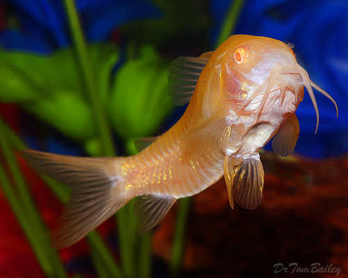 Premium Albino Aeneus Corydoras Catfish