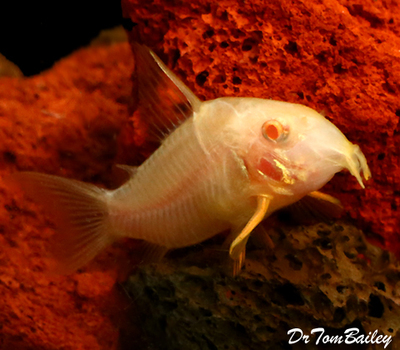 Premium Albino Corydoras Sterbai Catfish