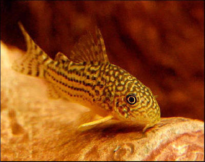 Premium Sterbai Corydoras Catfish, on SALE