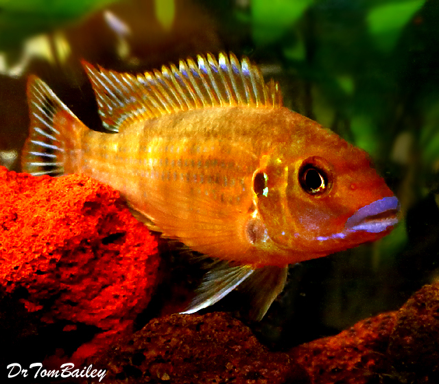 Premium New Pseudotropheus Williamsi, Blue Lips Mbuna Cichlid