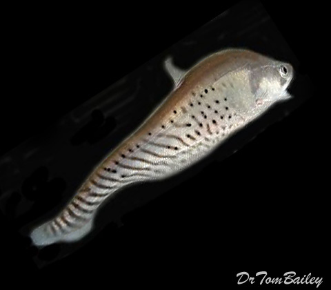 Premium Royal Clown Knifefish