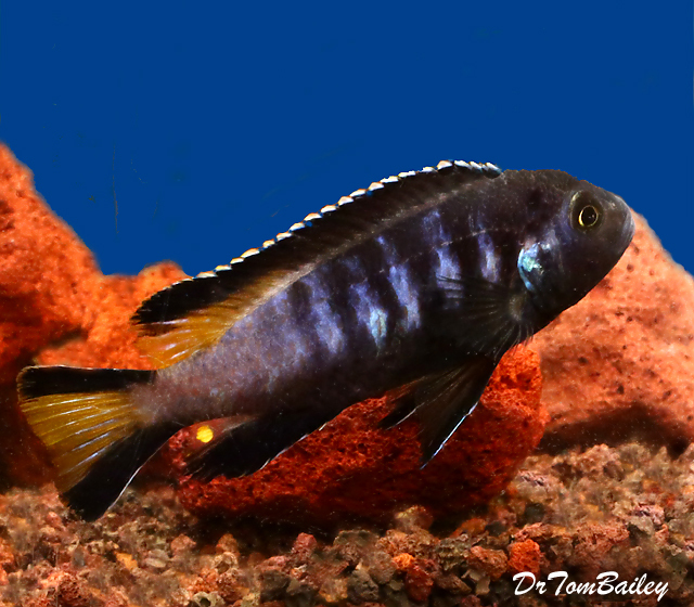 Premium New and Exciting, Chewere Elongatus Mbuna Cichlid