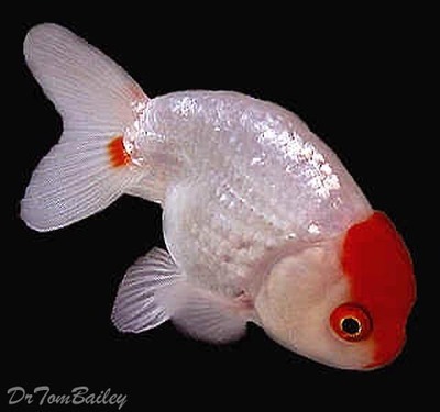 Premium Red & White Ranchu Goldfish