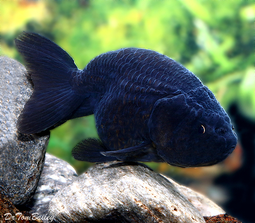 Premium Rare Black Ranchu Goldfish