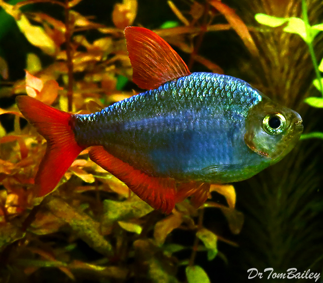 Premium Blue Flame Tetra, also called a Columbian Tetra