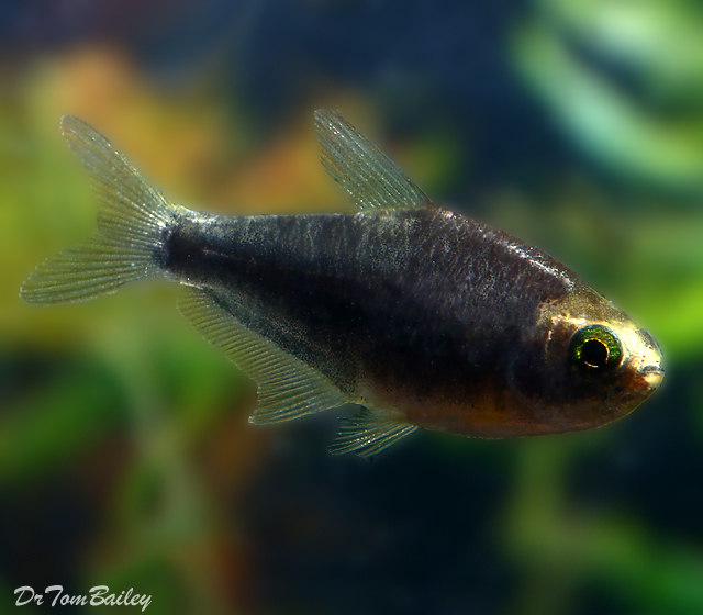 Premium Black Emperor Tetra