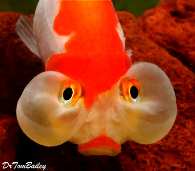 Premium Red & White Bubble-Eye Goldfish