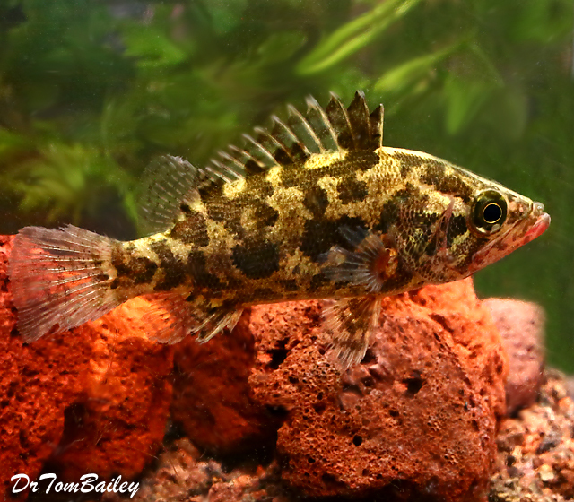 Premium Rare WILD Nandus Leaf Fish